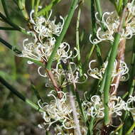 Image of Hakea microcarpa R. Br.