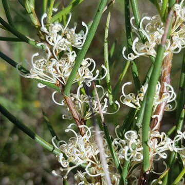 Image of Hakea microcarpa R. Br.