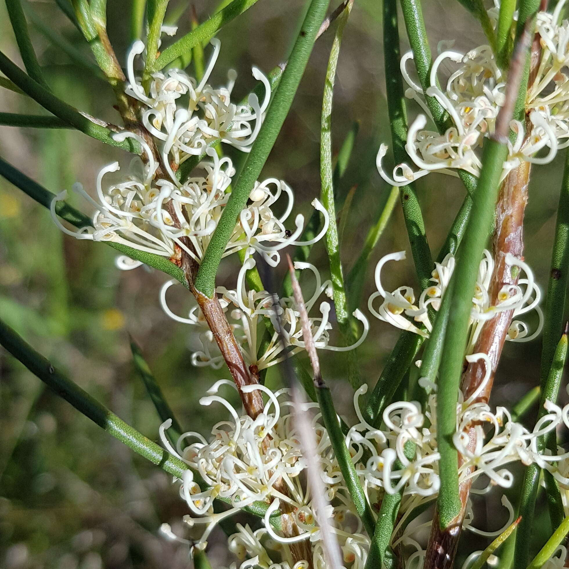 Image of Hakea microcarpa R. Br.