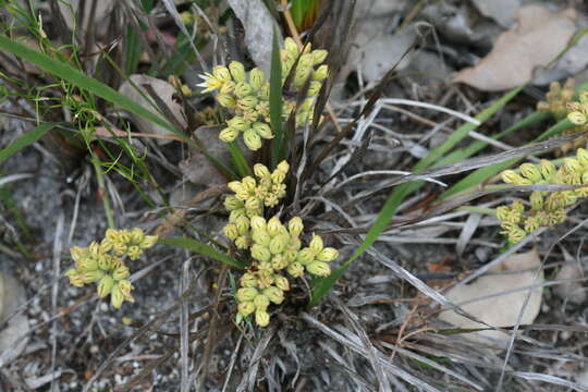 Image of Conostylis aculeata R. Br.