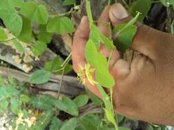 Image of Passiflora pusilla J. M. Mac Dougal