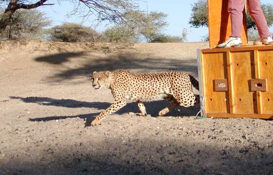 Image of Namibian cheetah