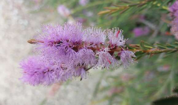 Image de Melaleuca decussata R. Br.