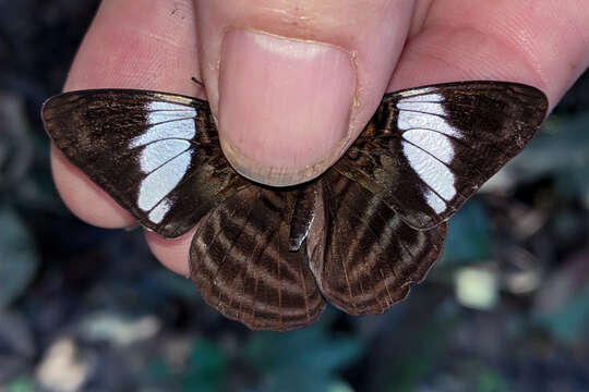 Image of <i>Adelpha epione</i>