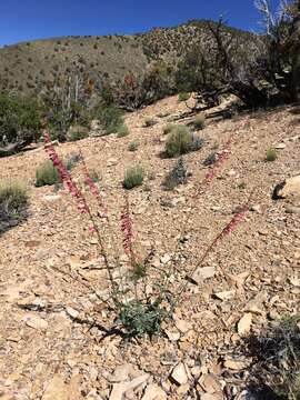 Image of Austin's beardtongue