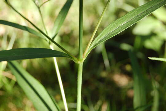 Image de Pfaffia glomerata (Spreng.) Pedersen