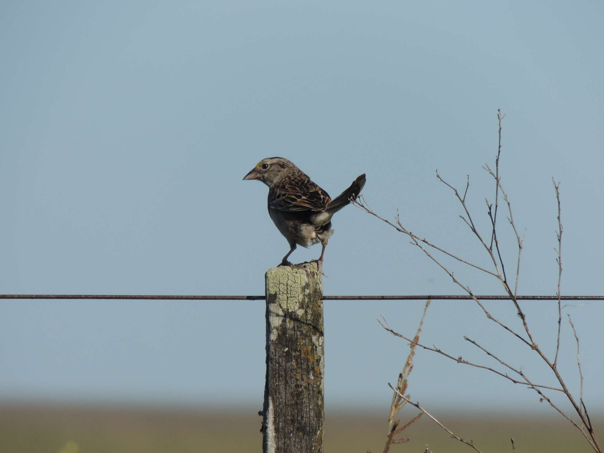 Image of Grassland Sparrow