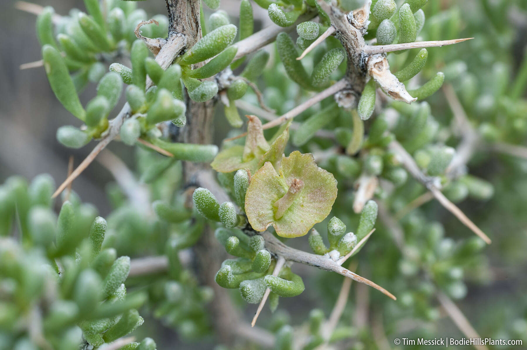 Image of Bailey's greasewood