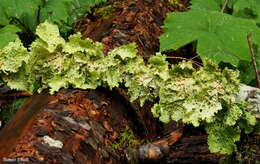 Image of Oregon lung lichen