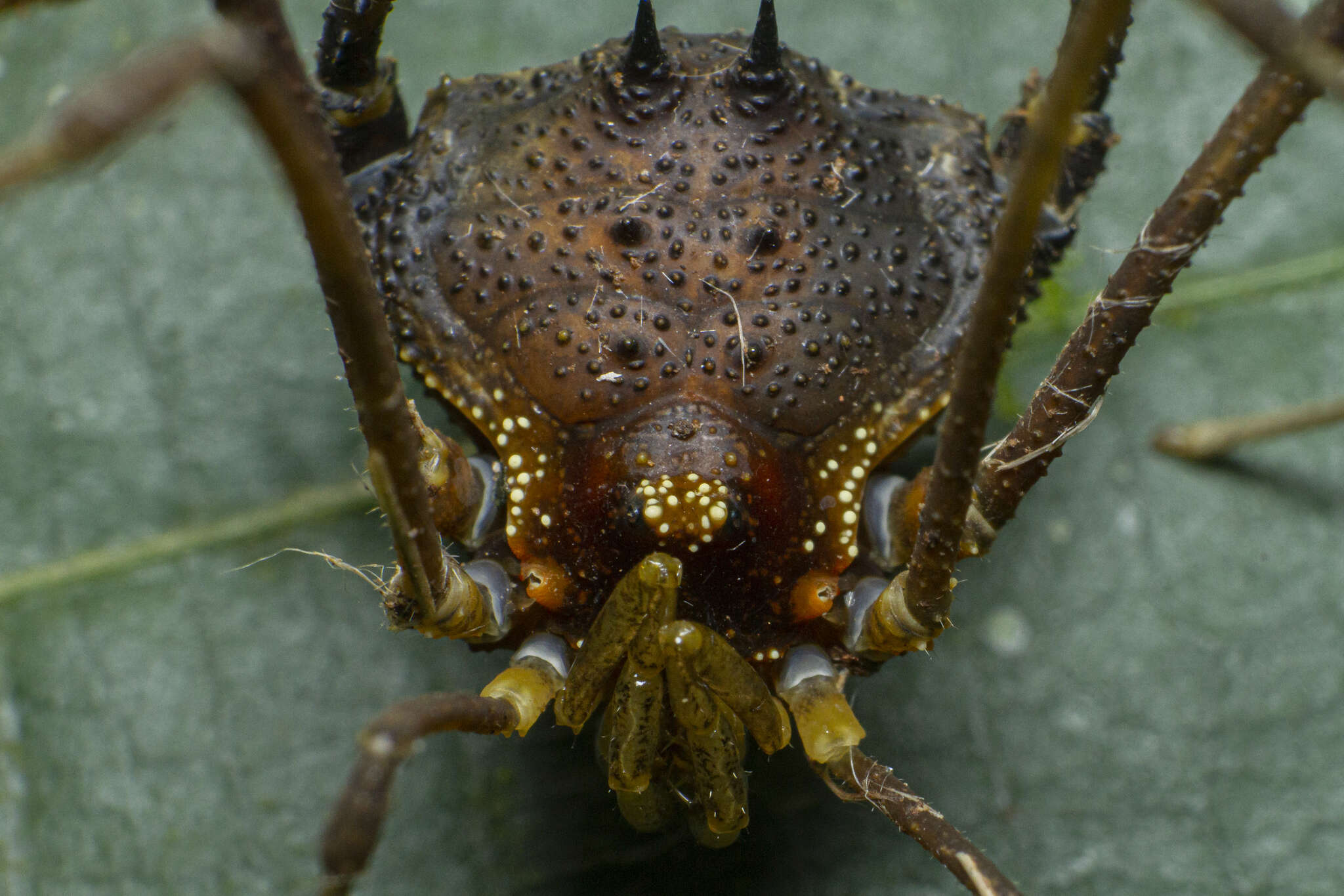 Image of Neosadocus maximus (Giltay 1928)