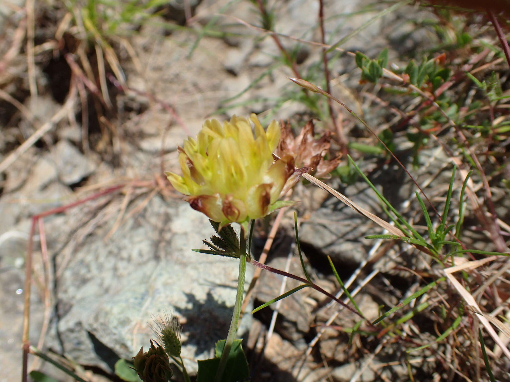 Image de Trifolium fucatum Lindl.