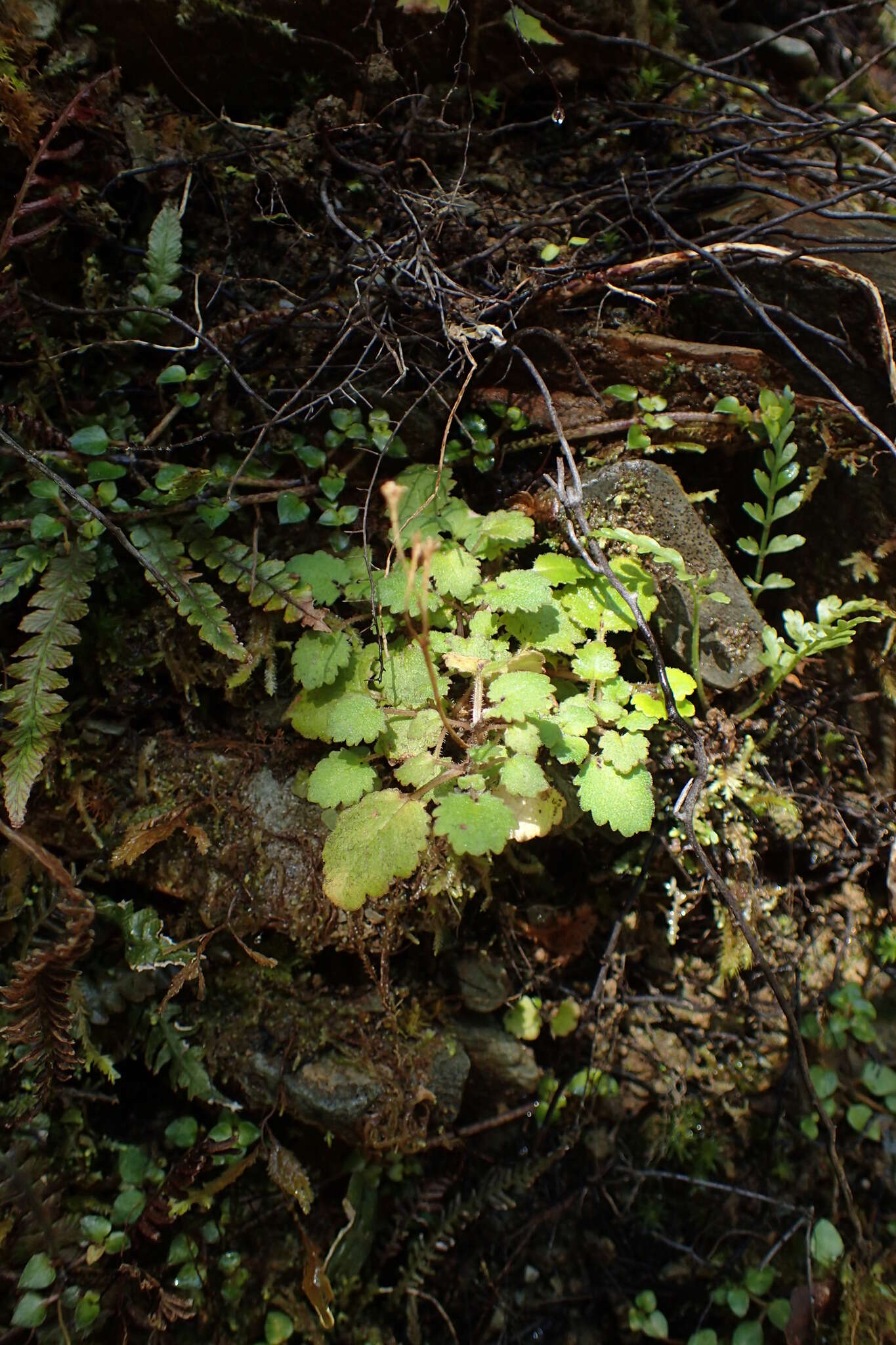 Image of Jovellana repens (Hook. fil.) Kränzl.