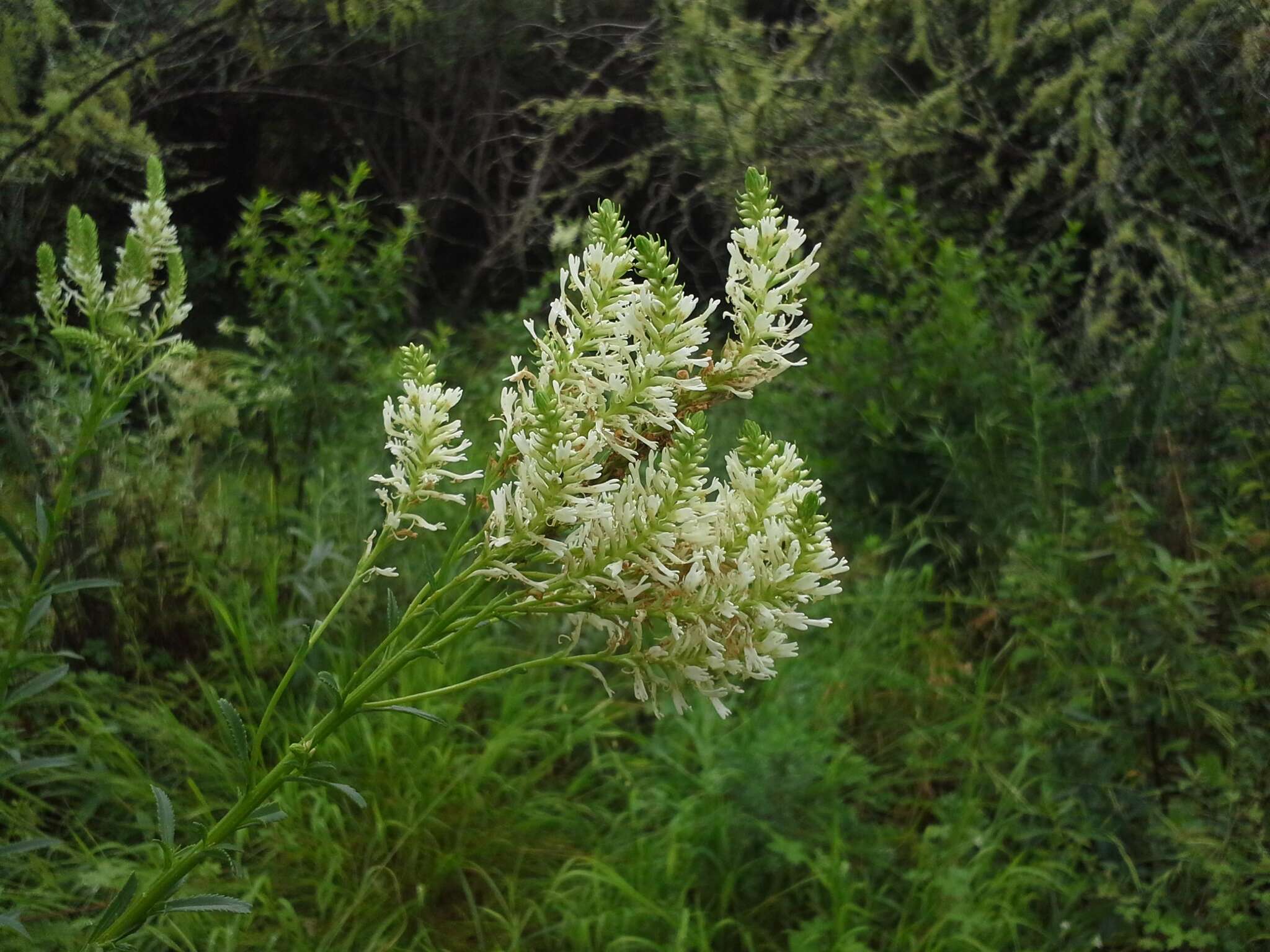 Image de Hebenstretia oatesii Rolfe