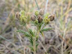 Image de Potentilla pensylvanica L.