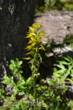 Image of Gavilea lutea (Comm. ex Pers.) M. N. Correa