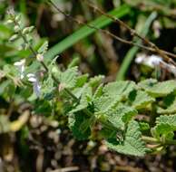 Imagem de Stachys natalensis Hochst.