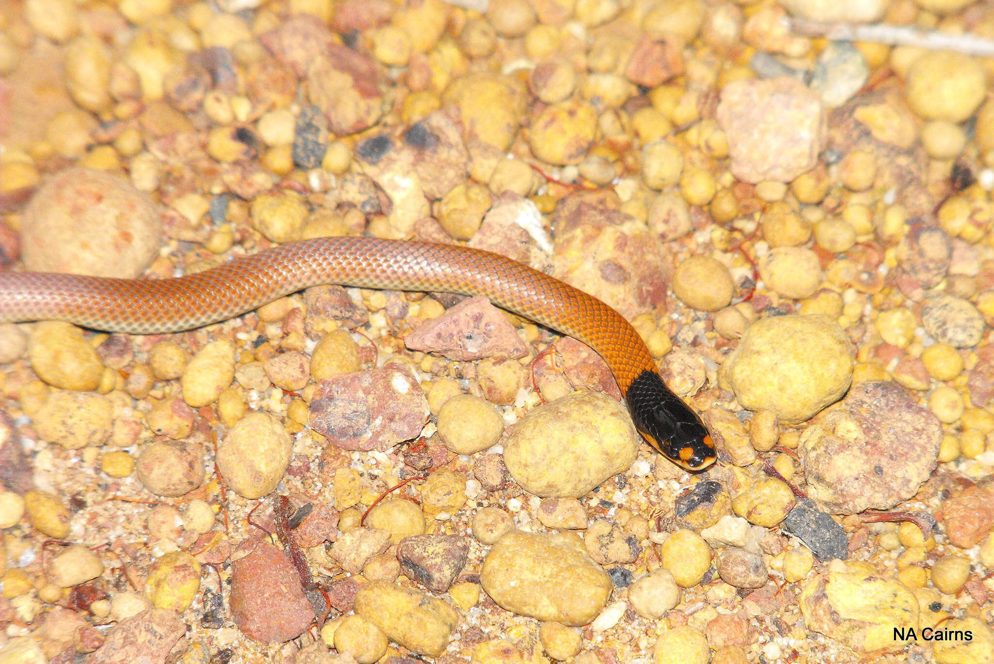 Image of Black-headed Snake