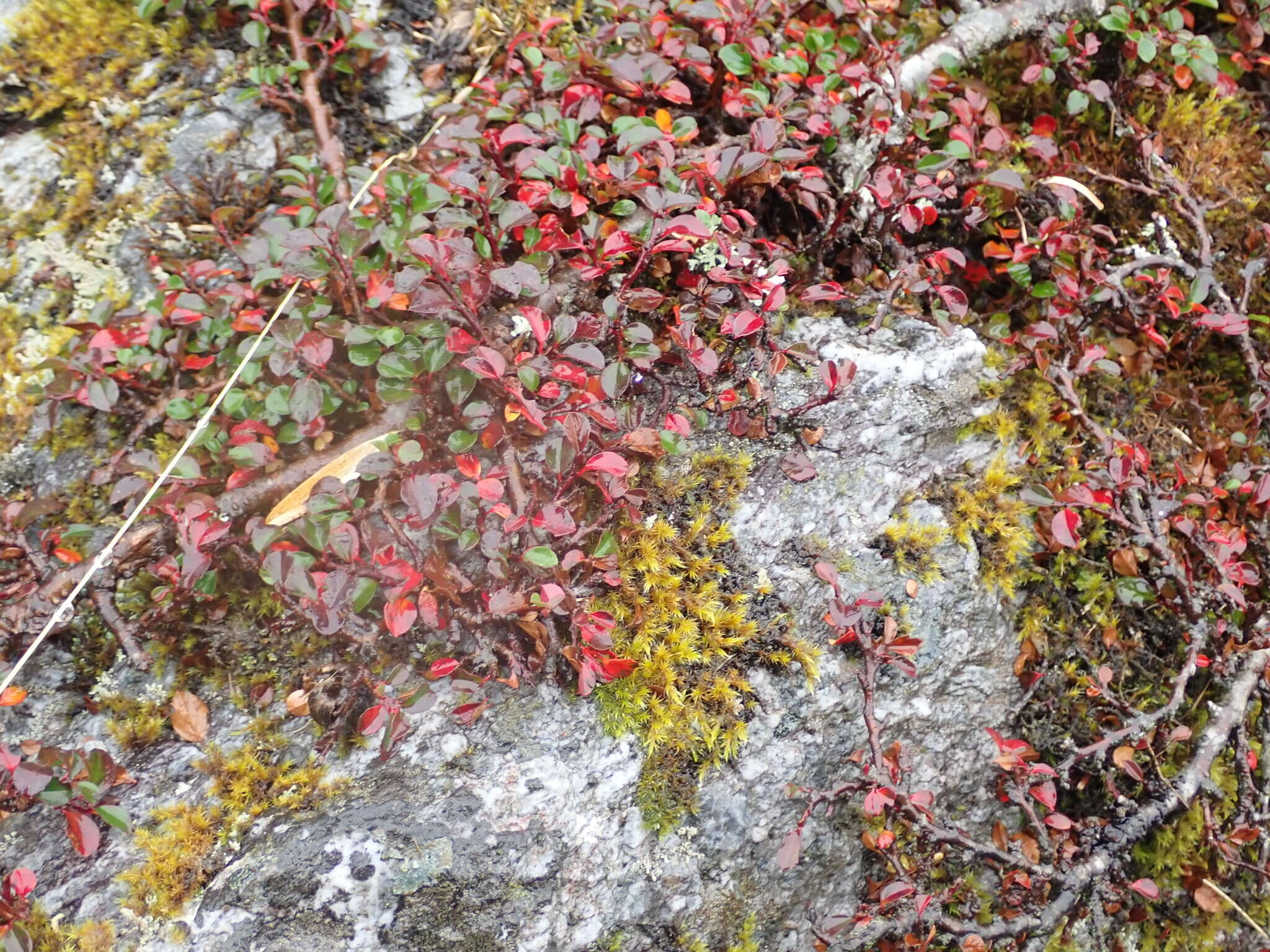 صورة Cotoneaster apiculatus Rehd. & E. H. Wilson