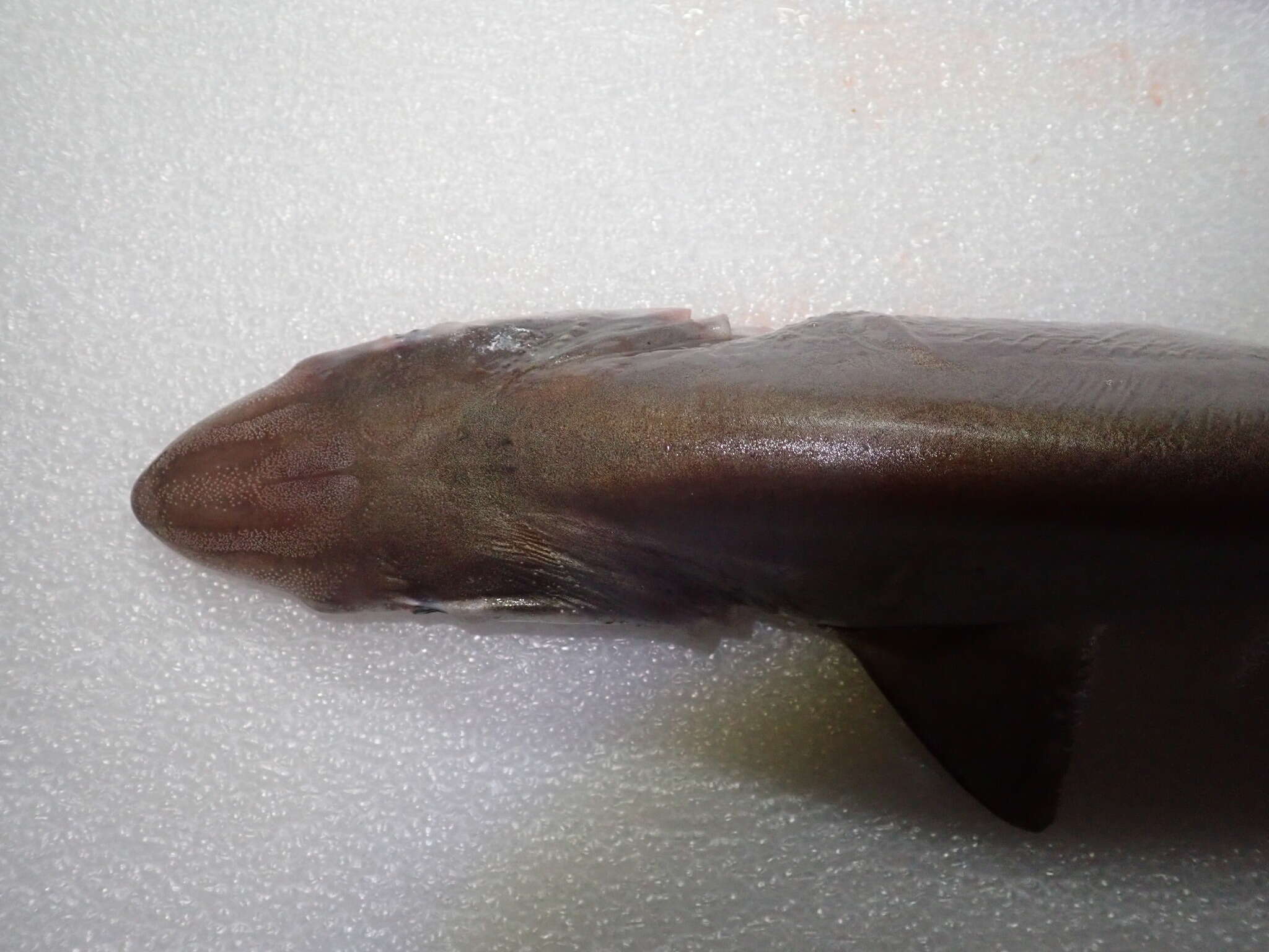 Image of Pacific spadenose shark