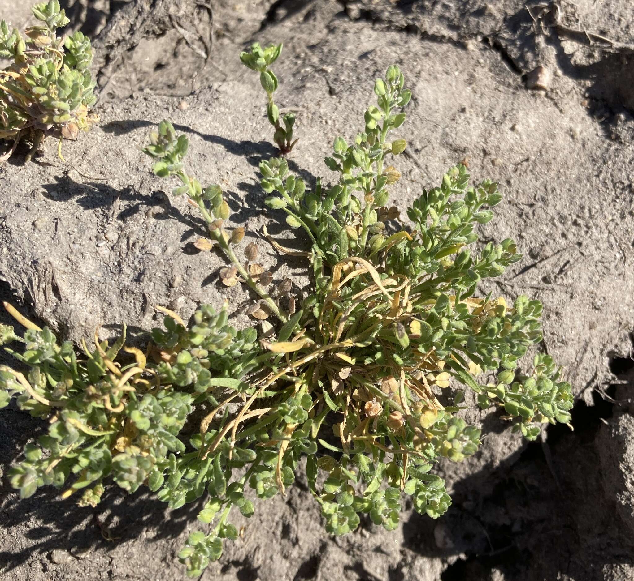 Image of alkali pepperweed