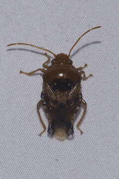 صورة Microdeuterus megacephalus (Herrich-Schaffer 1846)