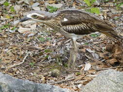 Image of Bush Stone-curlew