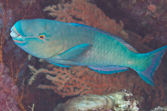 Image of Bicolor Parrotfish