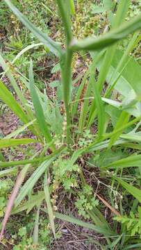 Image of Carolina desert-chicory