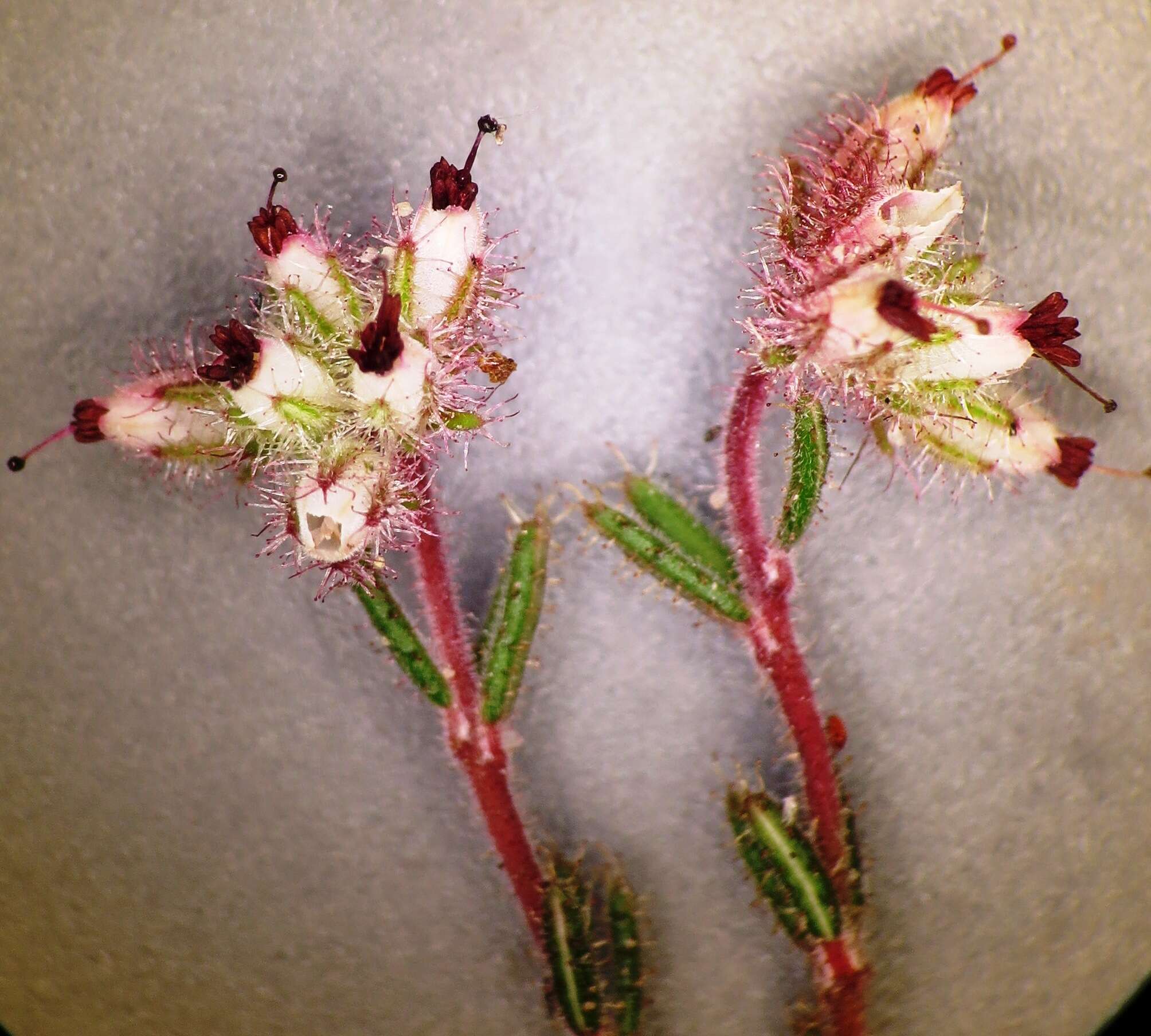 Image of Erica arachnocalyx E. G. H. Oliver