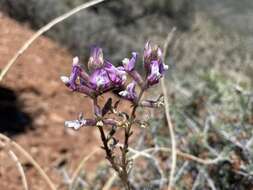 Image of Minthorn's milkvetch