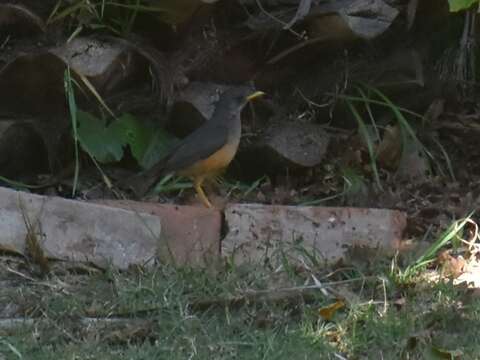 Image of Turdus olivaceus olivaceus Linnaeus 1766