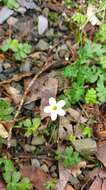 Ellisiophyllum pinnatum (Wall. ex Benth.) Makino resmi