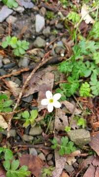 Ellisiophyllum pinnatum (Wall. ex Benth.) Makino resmi