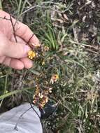 Imagem de Pultenaea juniperina Labill.