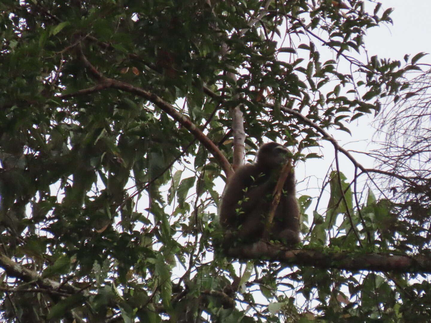 Image of northern Müller's Bornean gibbon