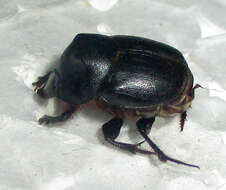 Слика од Onthophagus bayeri Balthasar 1942