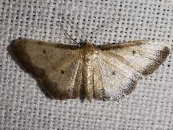 Image of Idaea politaria Hübner 1799