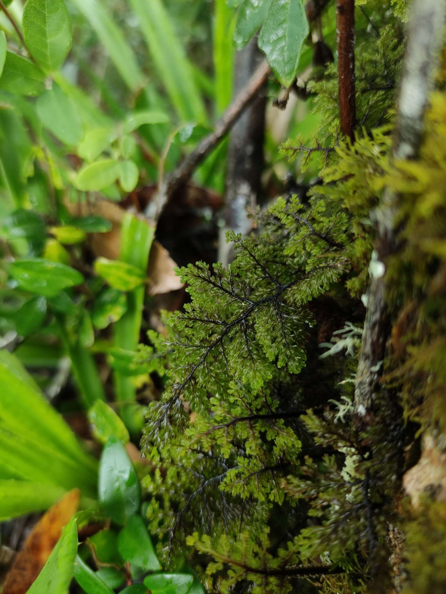 Imagem de Hymenophyllum dentatum Cav.