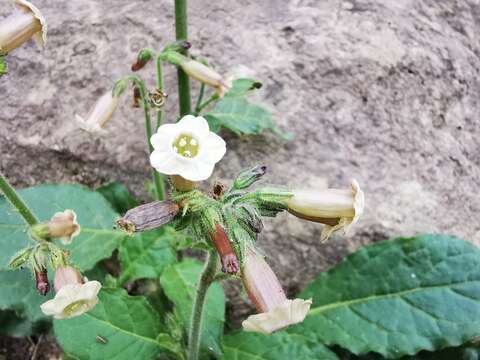 Image of Nicotiana nudicaulis S. Watson