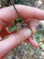 صورة Coprosma tenuicaulis Hook. fil.