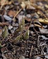 Image of Mt. Diablo bird's-beak