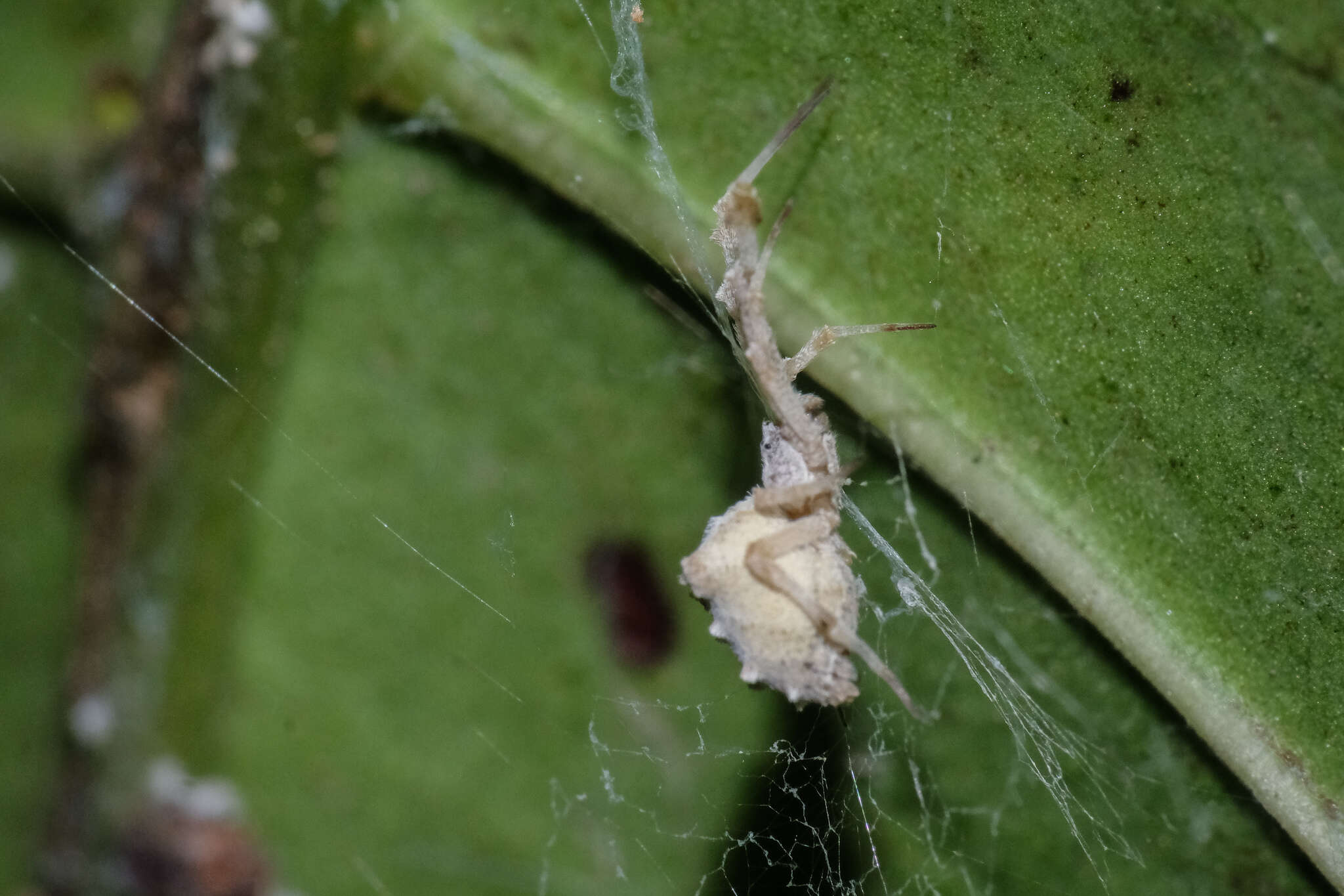 Image of Uloborus guangxiensis Zhu, Sha & Chen 1989