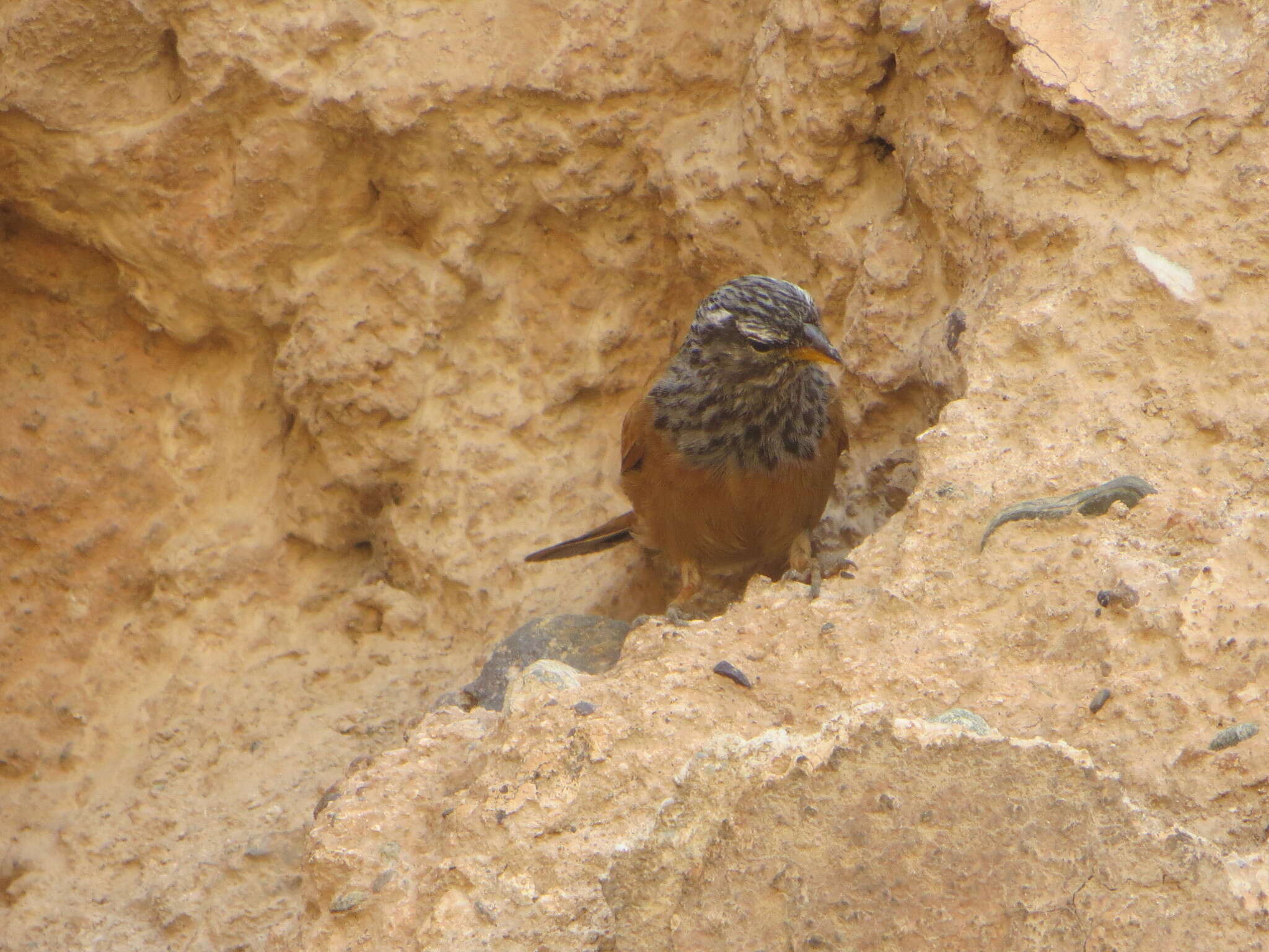 Imagem de Emberiza sahari Levaillant & J 1850