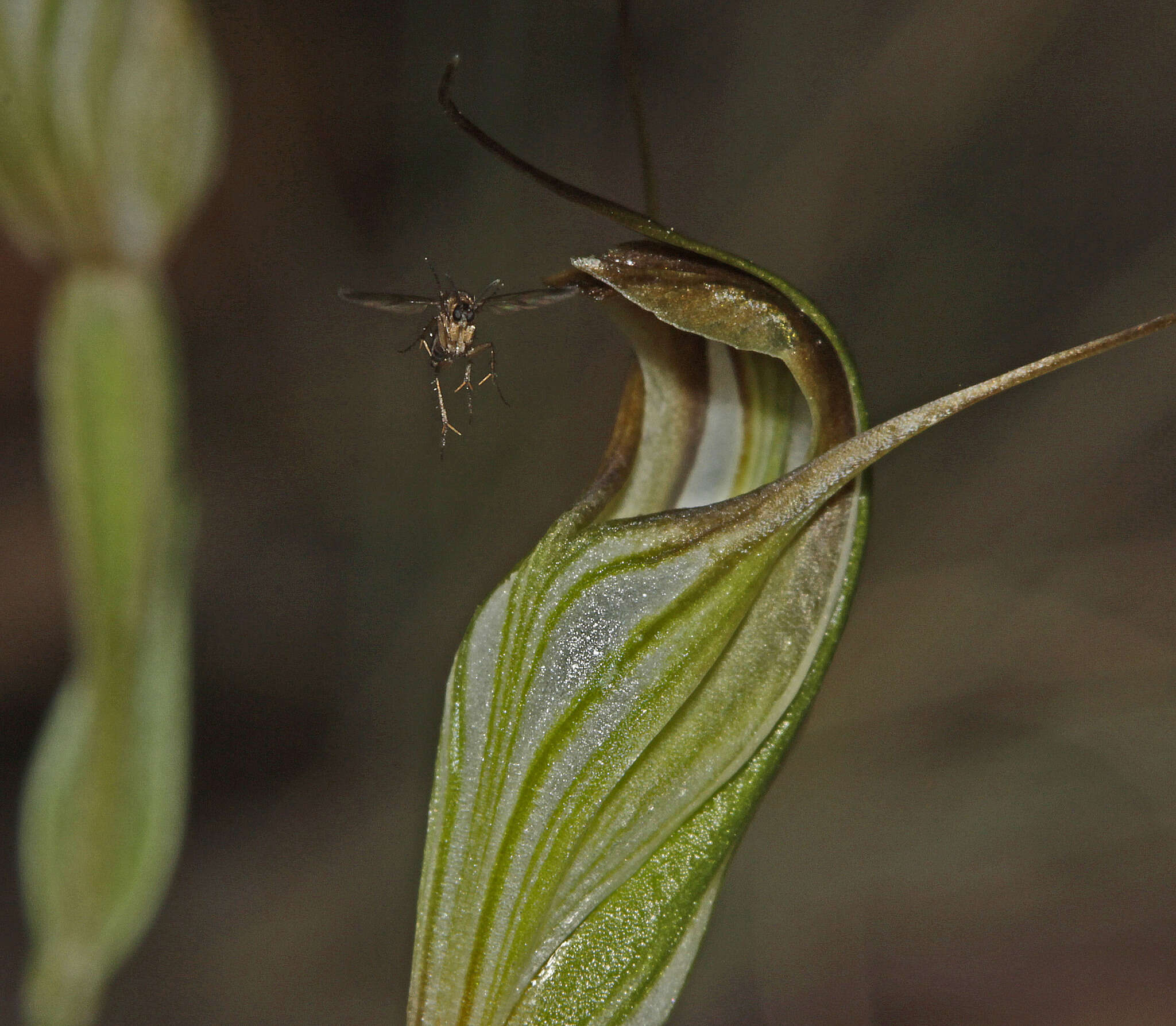 Image of Fisch's greenhood