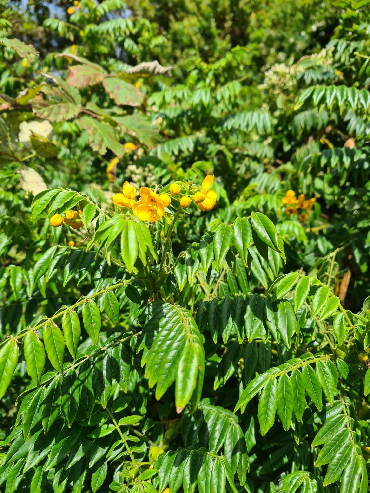 Image of Senna stipulacea (Aiton) H. S. Irwin & Barneby