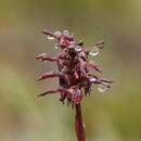 Image of Erect midge orchid