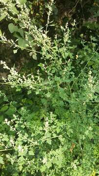 Image of Grey Goosefoot