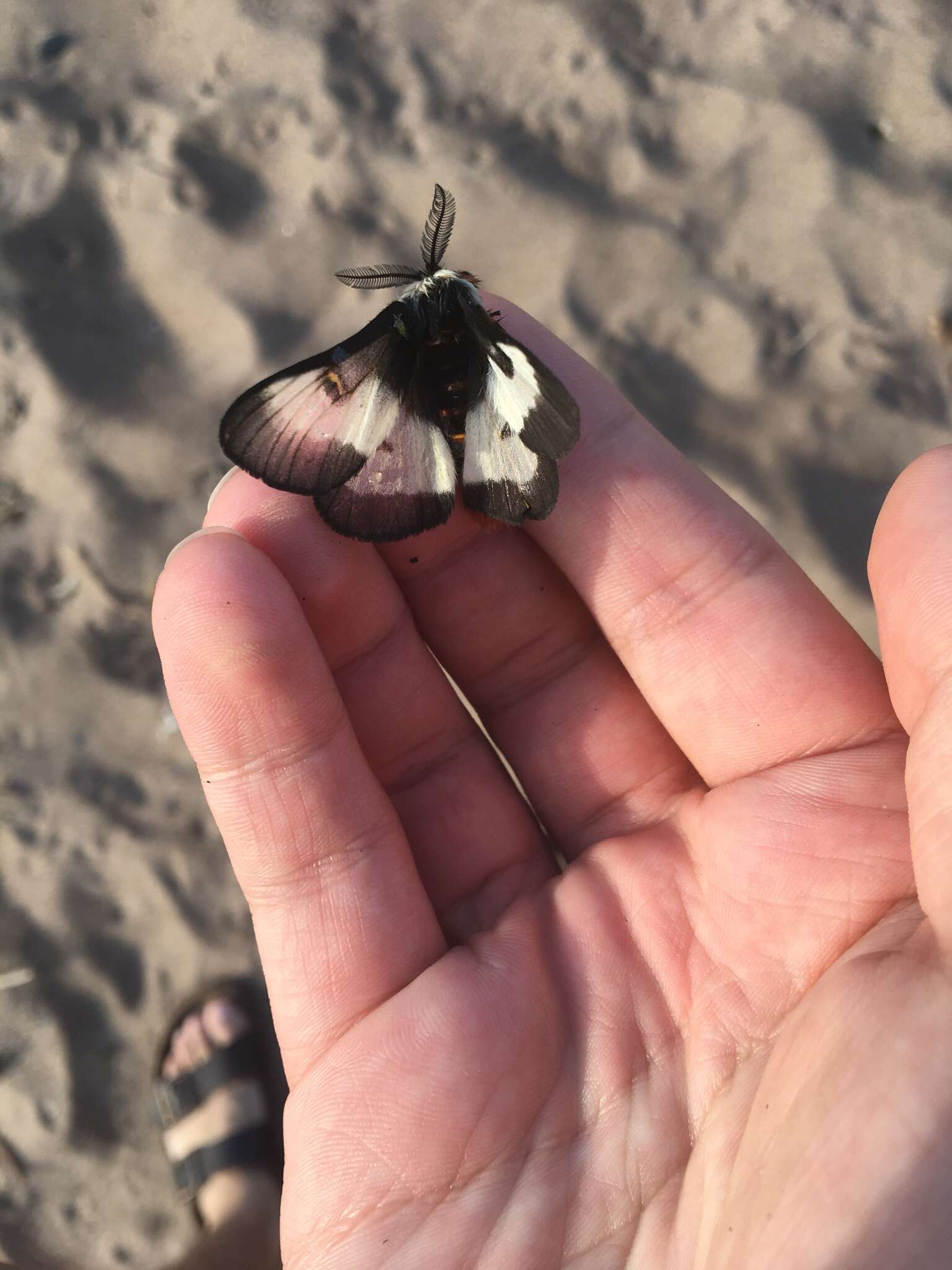 Image of Nevada Buckmoth