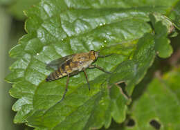 Image of Thereva inornata Verrall 1909