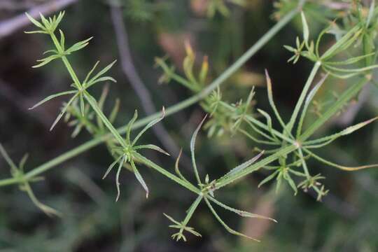 Image of Rubia horrida (Thunb.) Puff